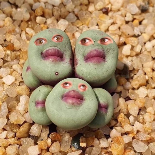 Invest in succulents with eyes