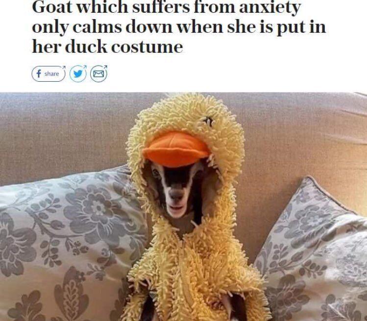 Invest in a duck costume