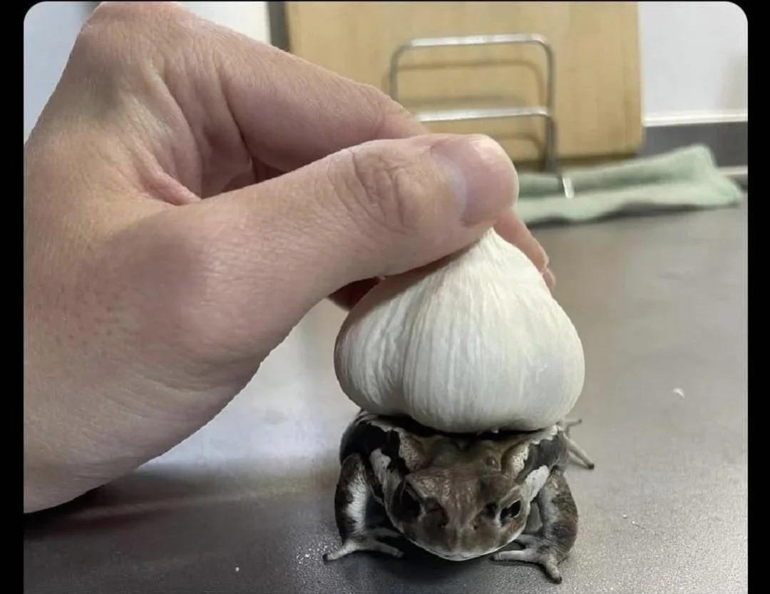 If you put garlic on a frog it becomes Bulbasaur