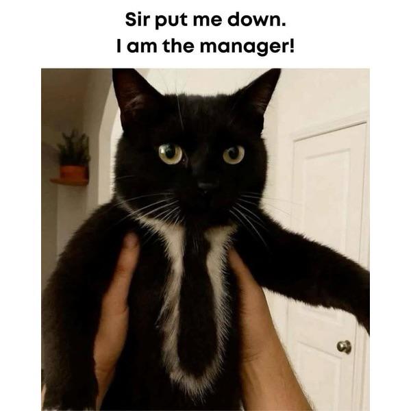 Invest in this gaslighting cat 🐈