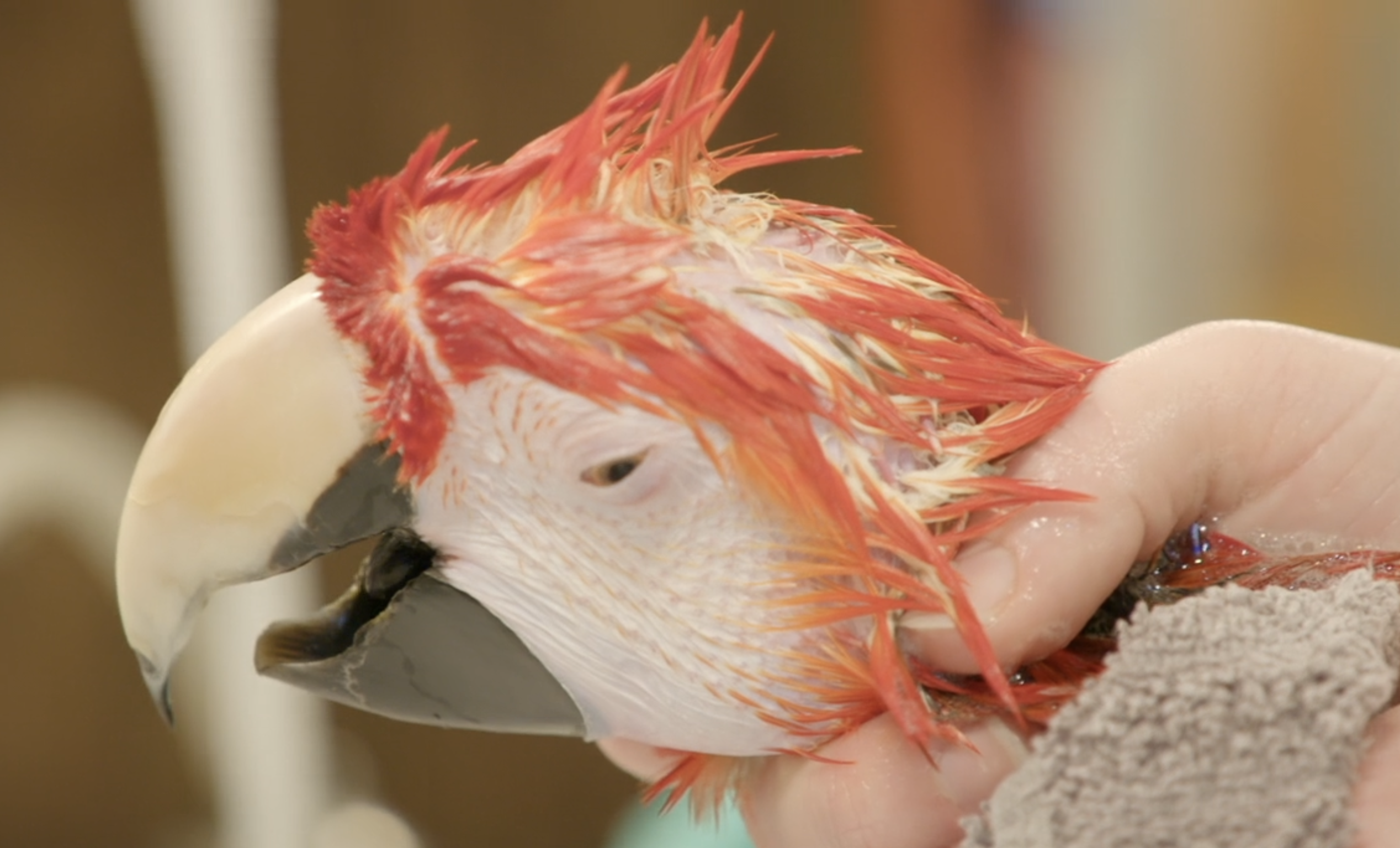 Seeking a Valuation on Choke Parrot