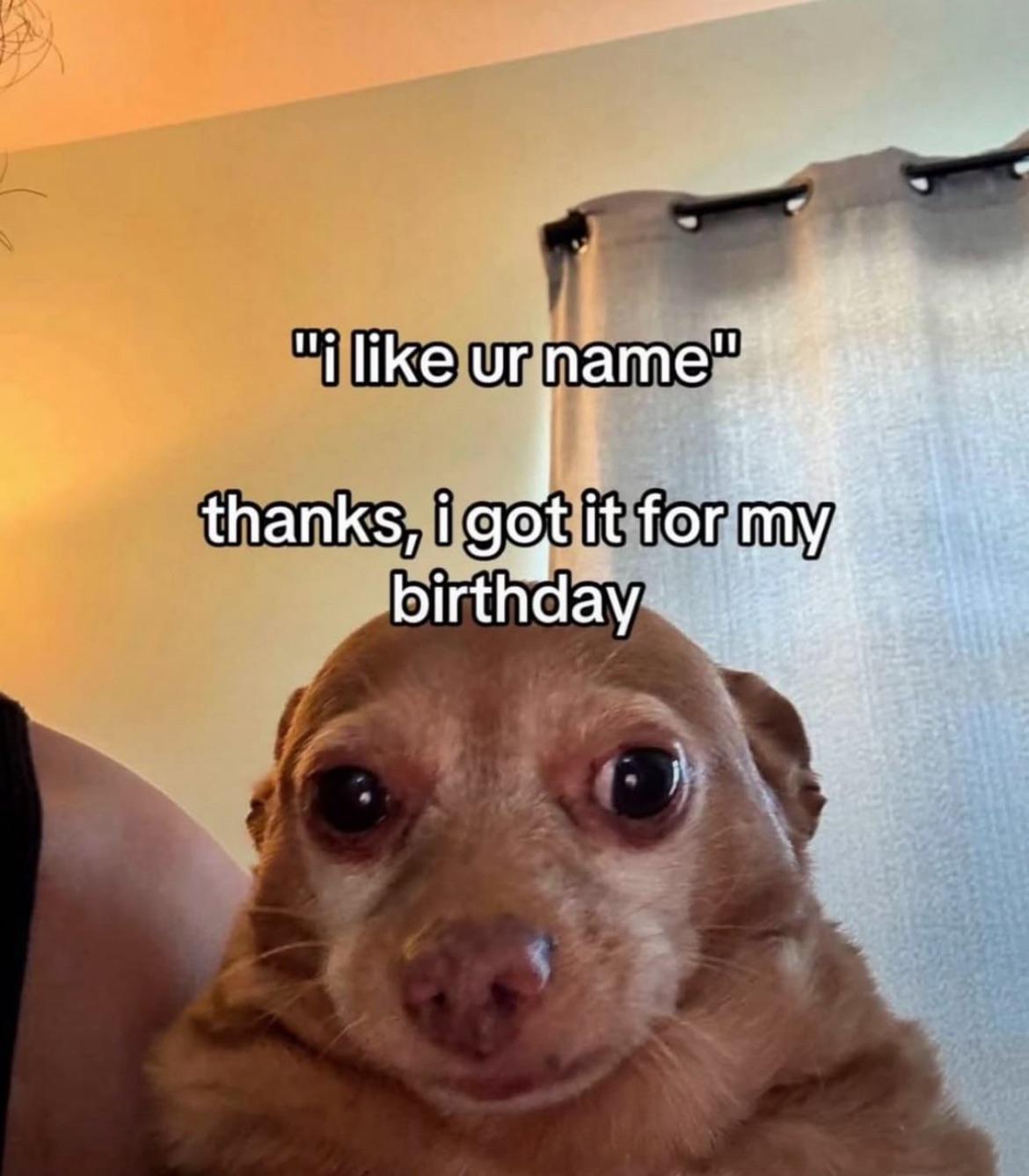 Invest in my dog please!😄