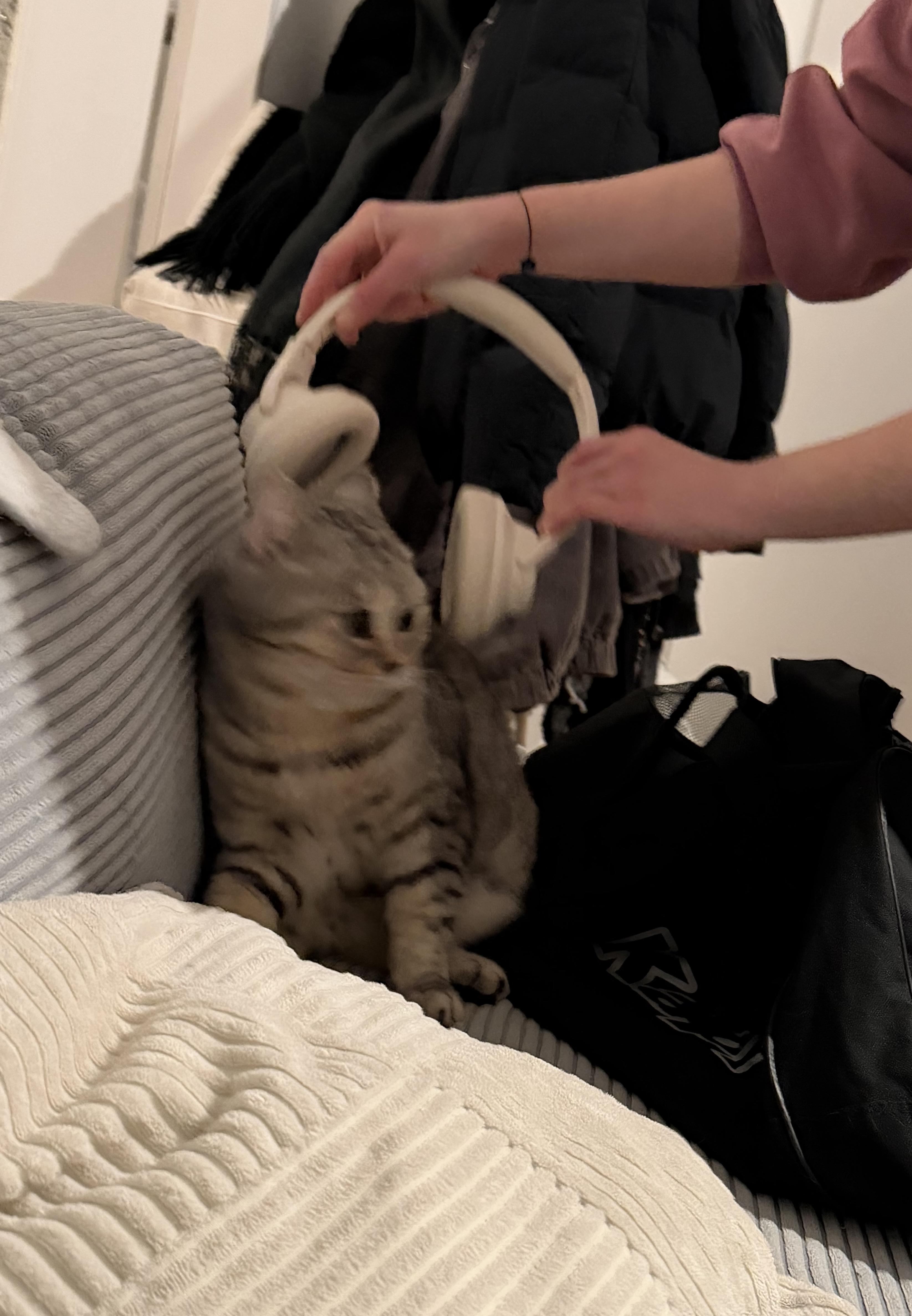 Does this picture of my cat have meme potential