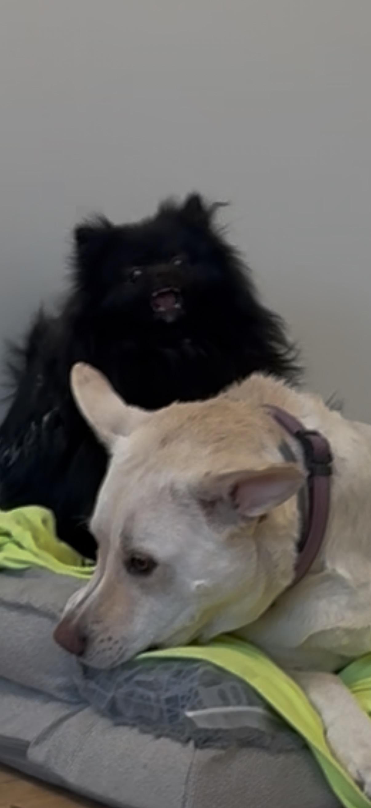 Rawr doggie vs depressed doggie