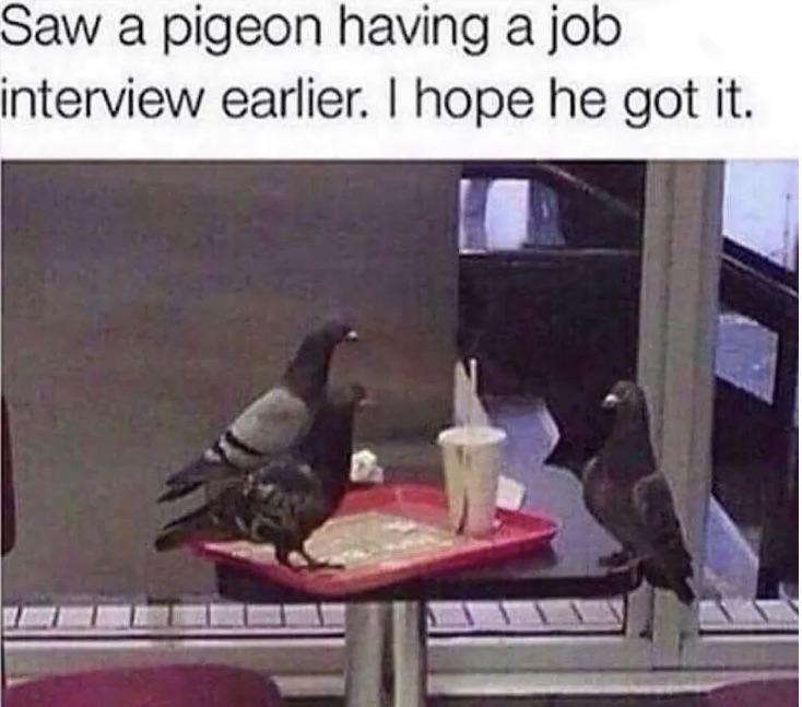 Invest in bird meeting