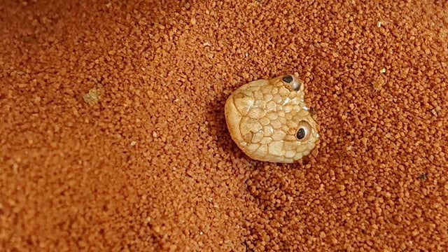 Invest in Snake poking head out of sand