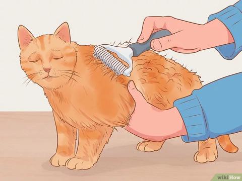 Invest in the orange cat meme that’s currently taking the german market by storm! Guaranteed RoI!