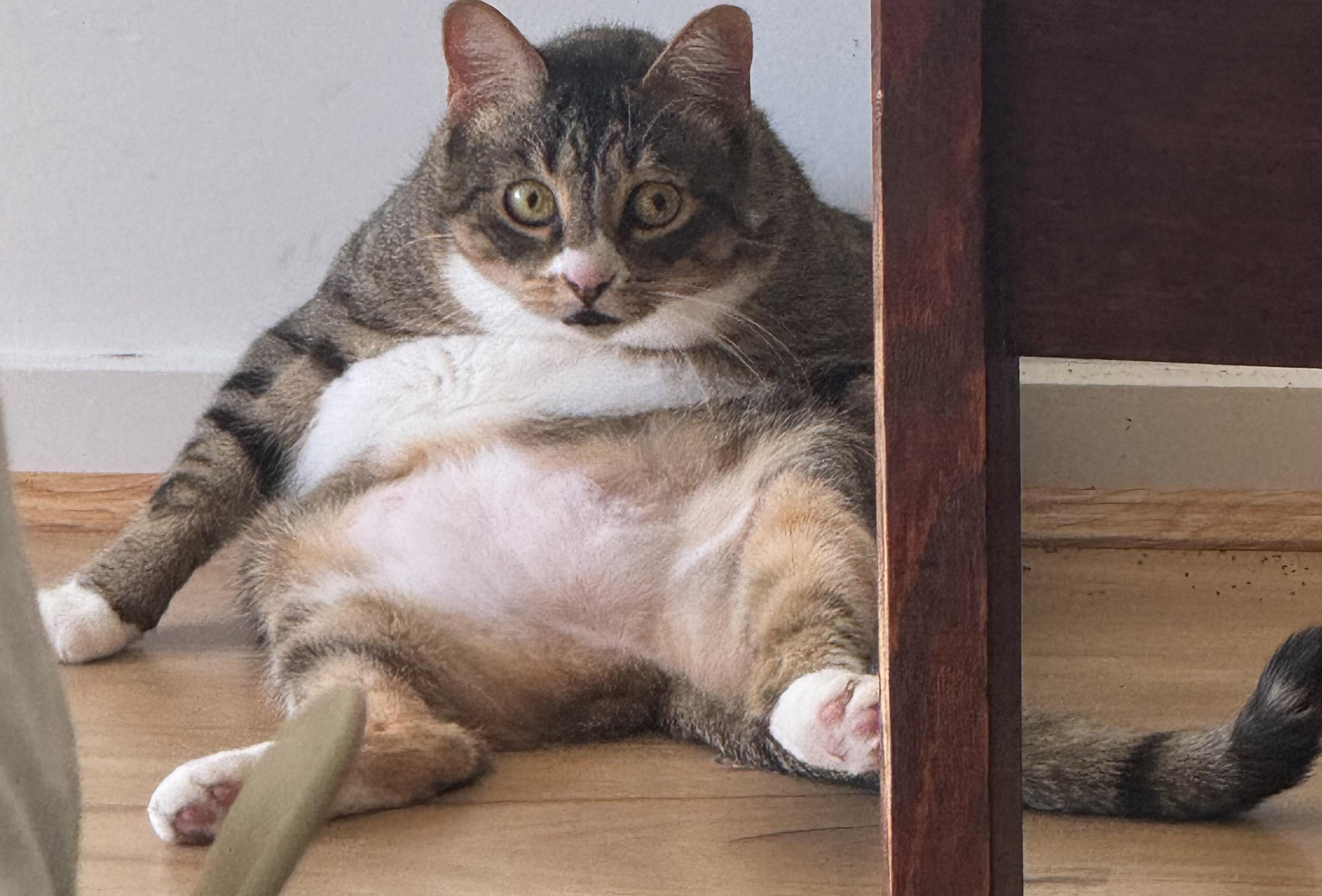 Invest in fat cat.