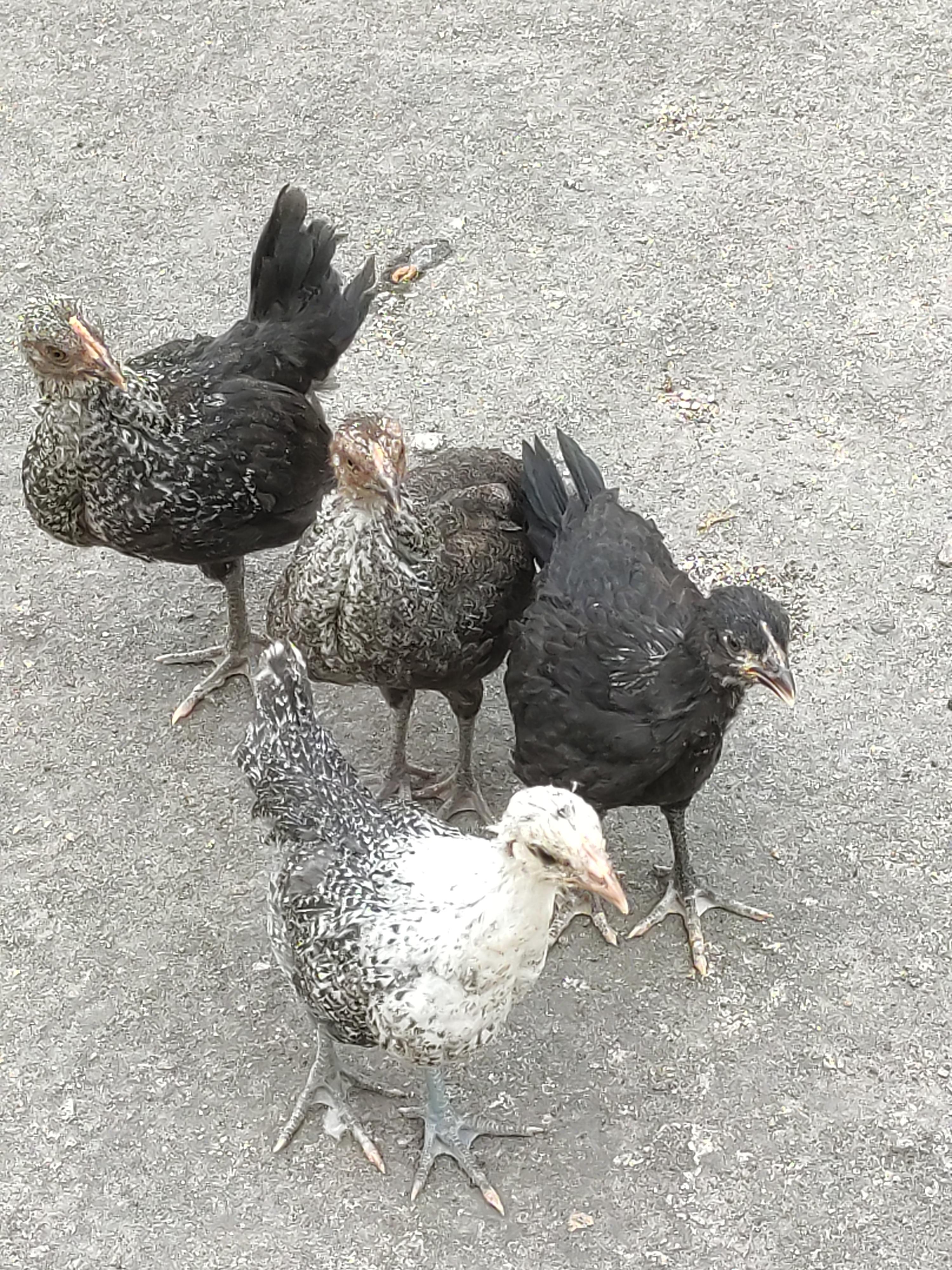 Memes template I found in my house