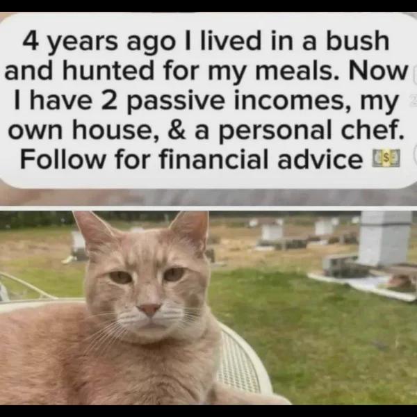 Invest in cattt