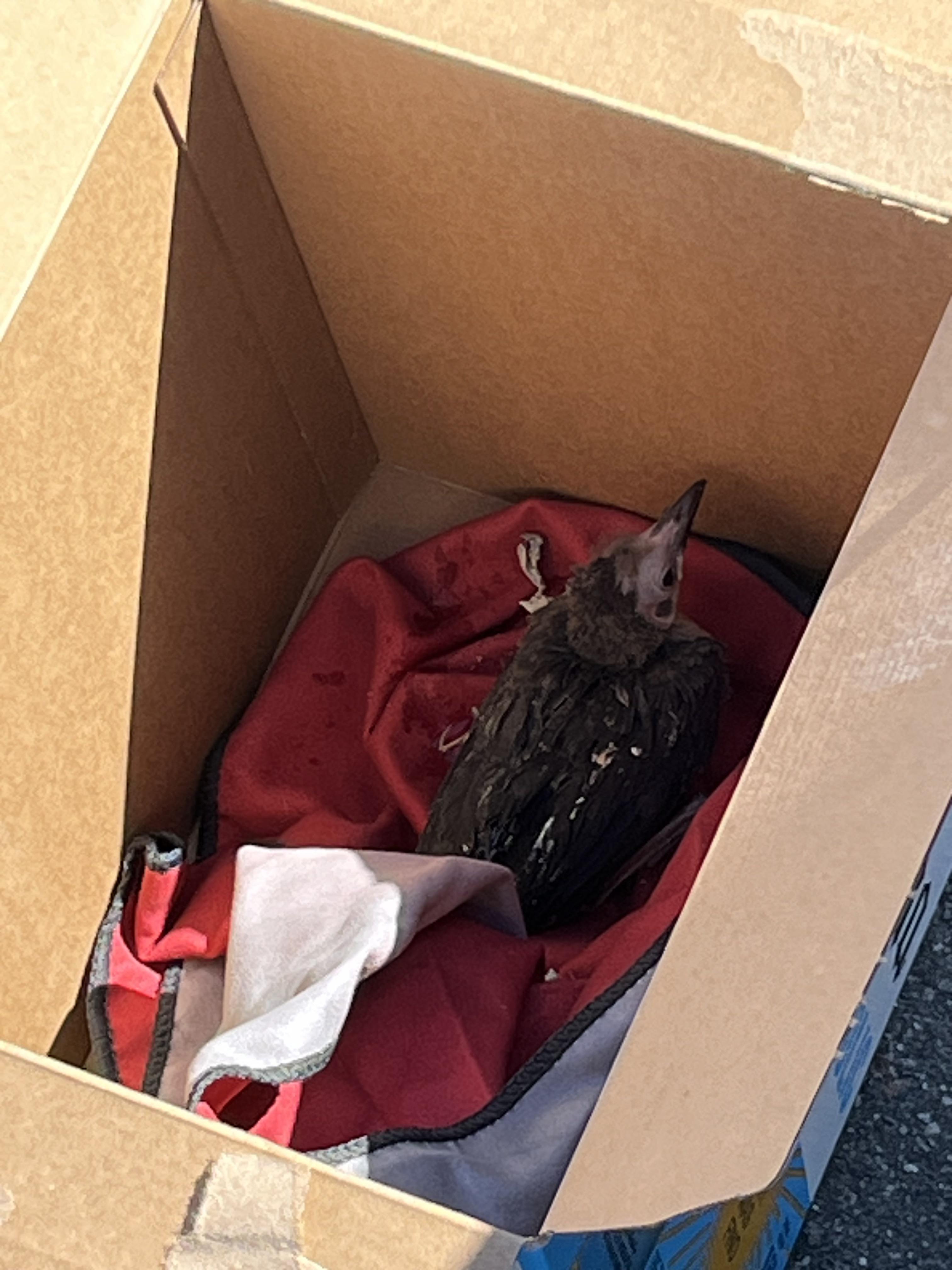 How do you take care of a baby bird that fell from its nest