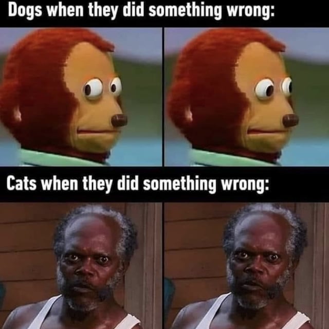 Dogs and Cats Are Really Different