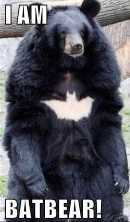 Batman is tired, Batbear is your man