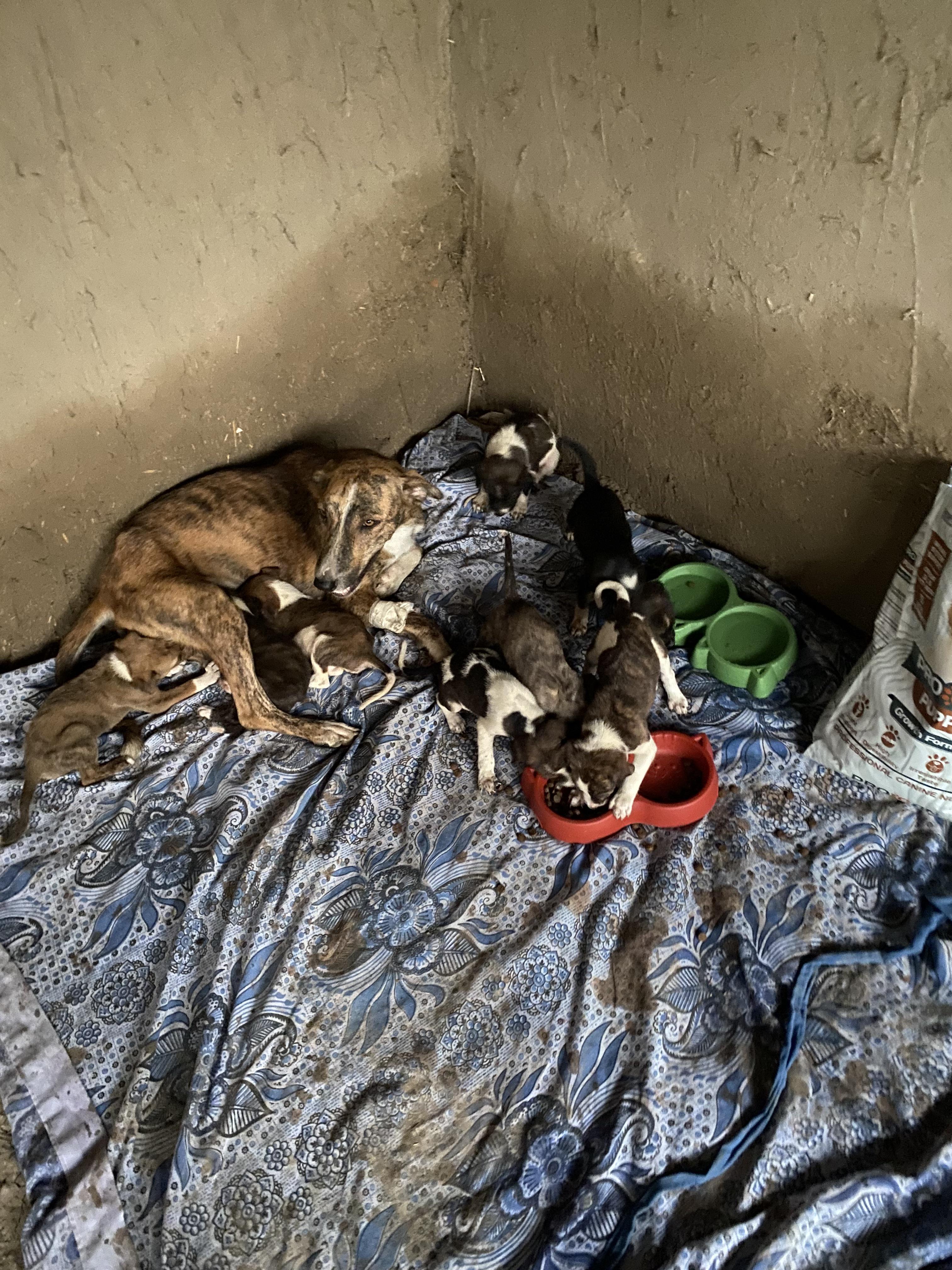 Help Me Finish What We Started For the 10 Rescue Dogs