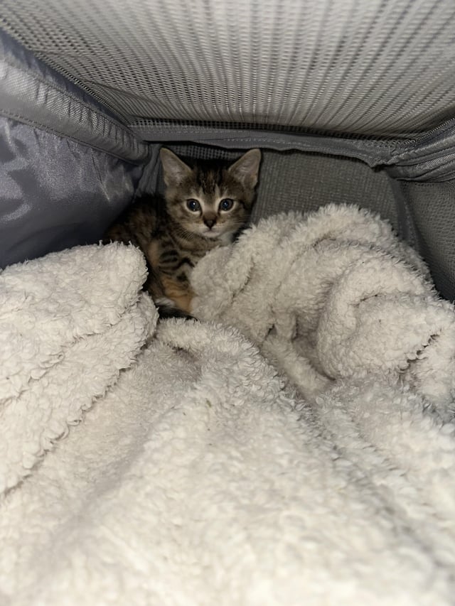 Advice needed for 5-6 week old feral kitten