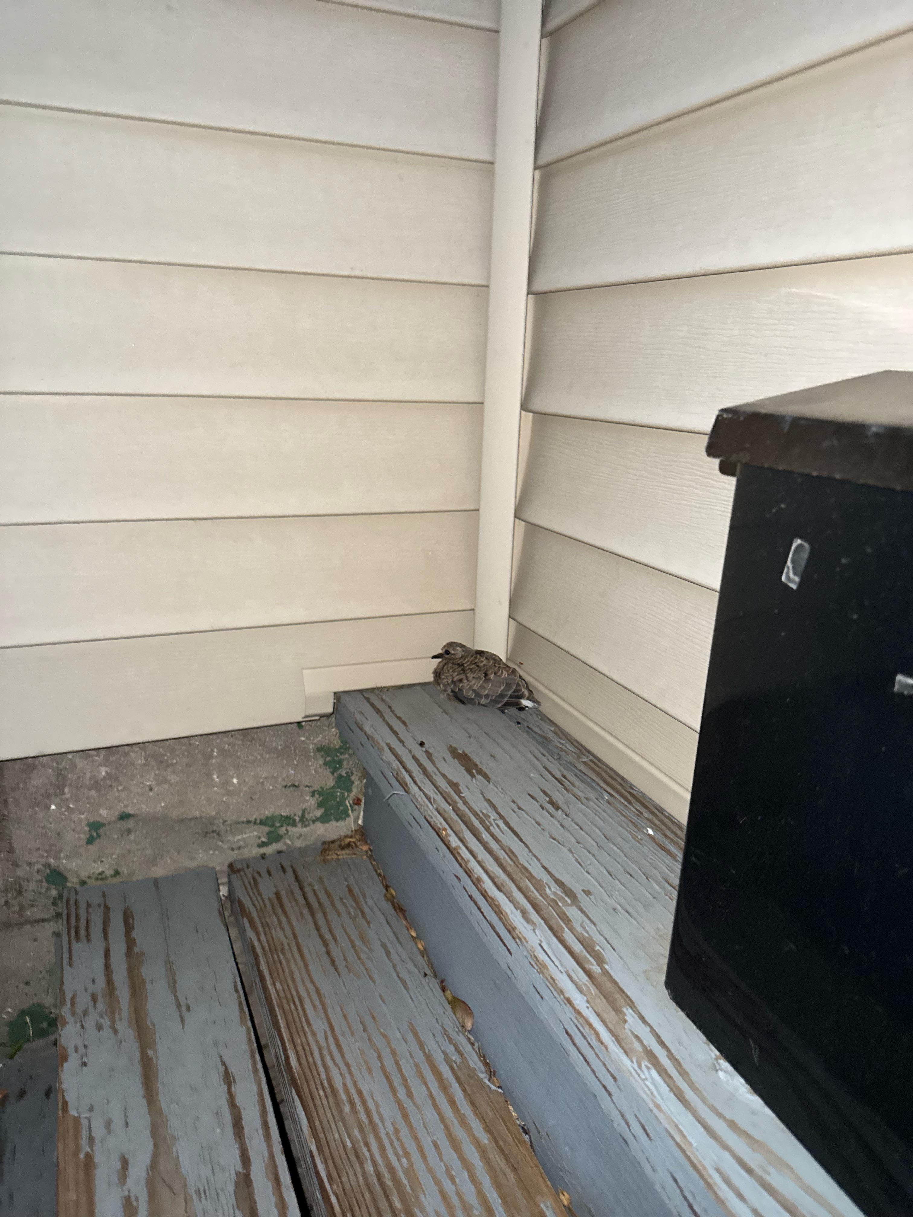 What do I do with this bird on my porch? I got home a couple hours ago and it hasn’t moved.