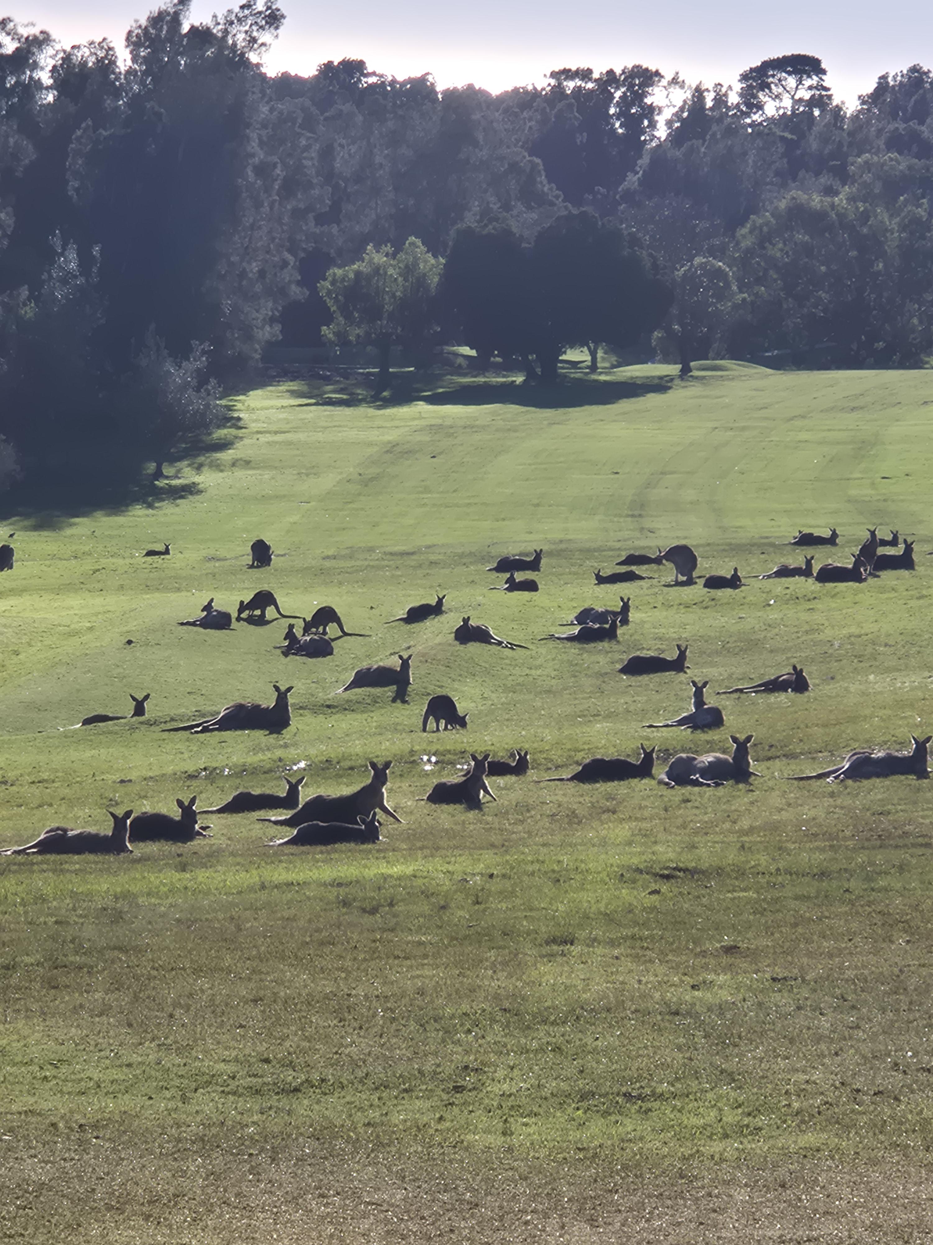 Kangaroos laying on the grass