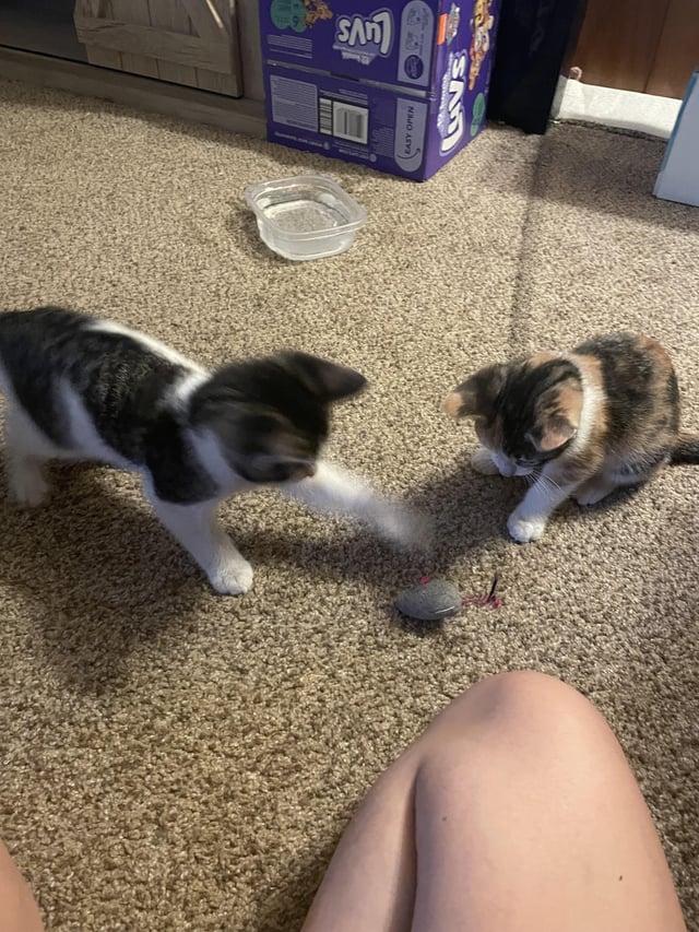 Cat and Kitten introduced