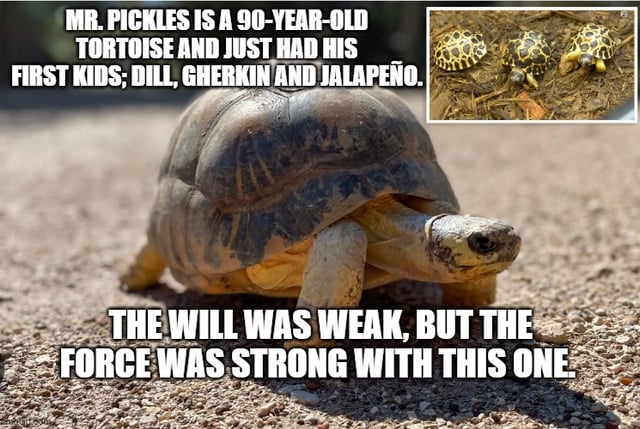 In 2005 I spent 4 days at the Houston Zoo working on a project (really). We worked from closing ‘till daylight. I had long talks with Mr. Pickles, he told me he had no interest in the ladies. He was just shy, that scamp.