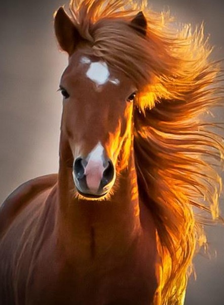 Not enough people know that Ridiculously Photogenic Horse exists.