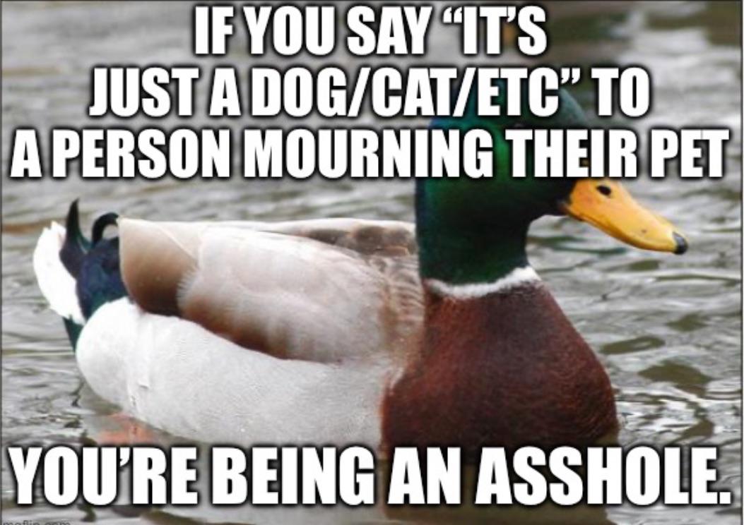 Just watched my friend get dumped for saying this over the weekend. Her boyfriend had just lost his childhood dog.