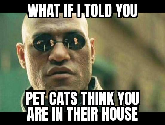 Felines don't understand rent