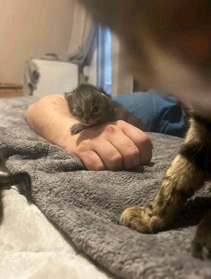 I couldn't let them die but I'm already in poverty(description below)