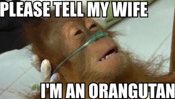 Death Bed Orangutan.