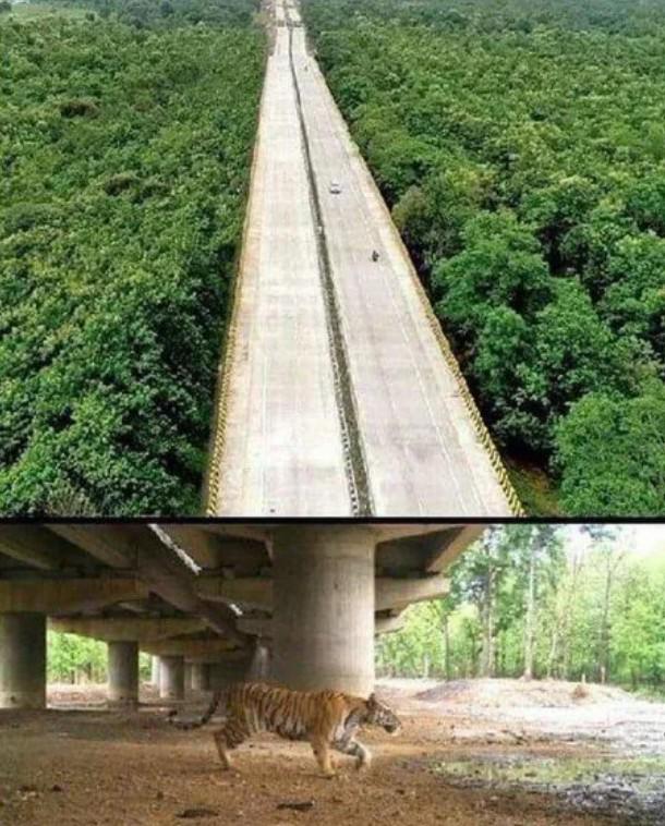 An elevated highway in India, built to allow wild animals to peacefully pass underneath it.