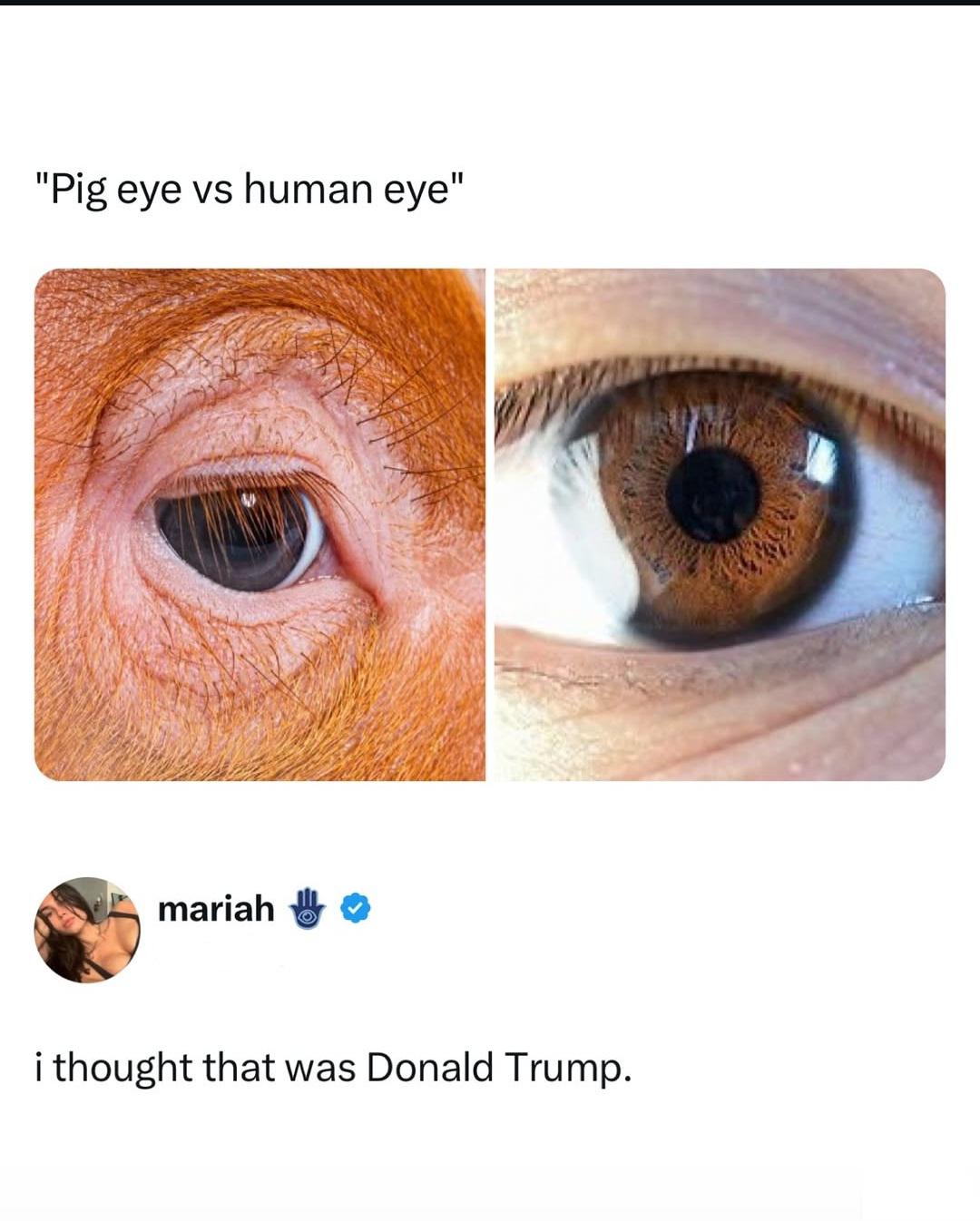 Pig got roasted bad