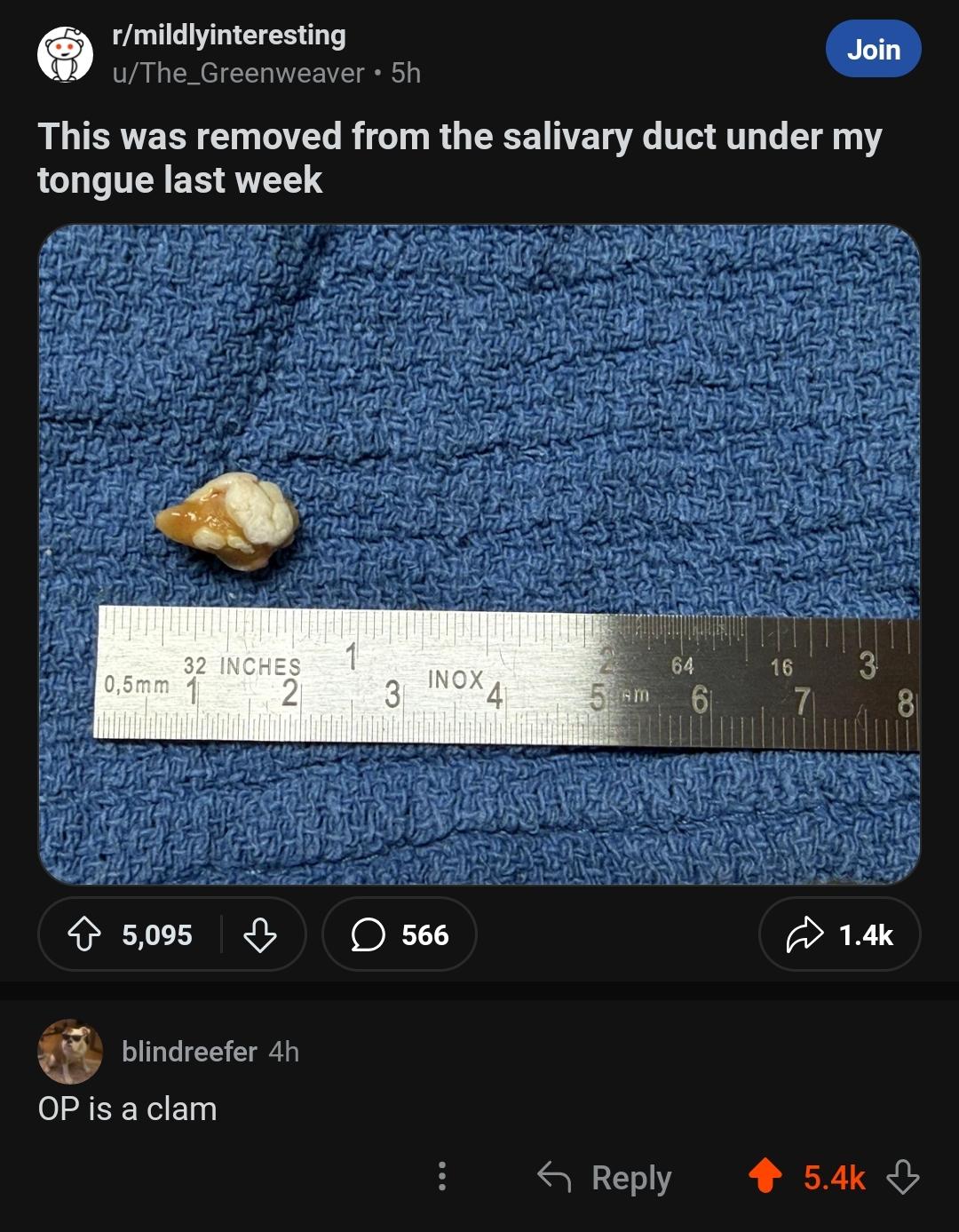 underwater sea creature in shell