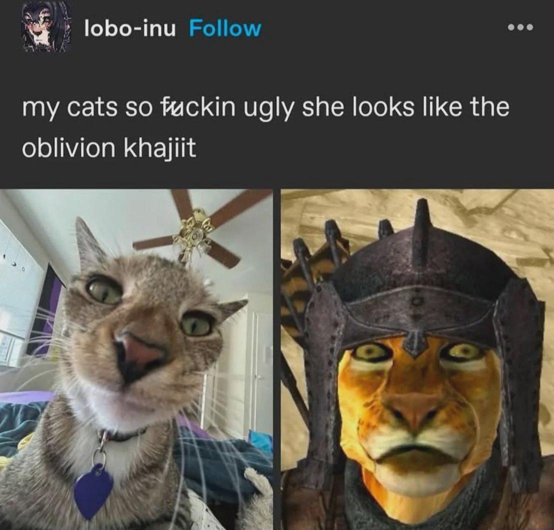 Poor lil cat :(