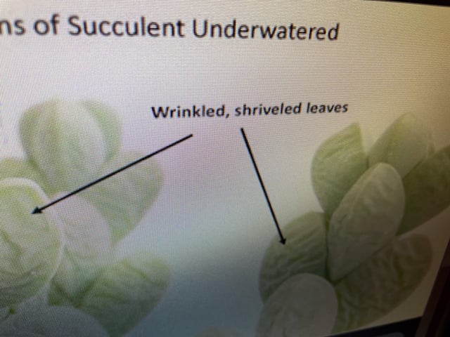 You look like an underwatered succulent