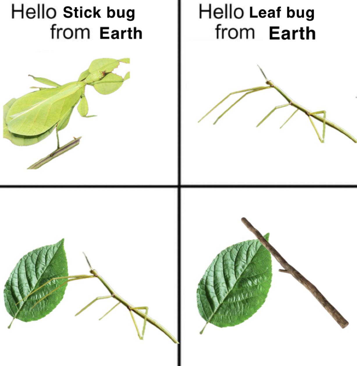 Stealth 100