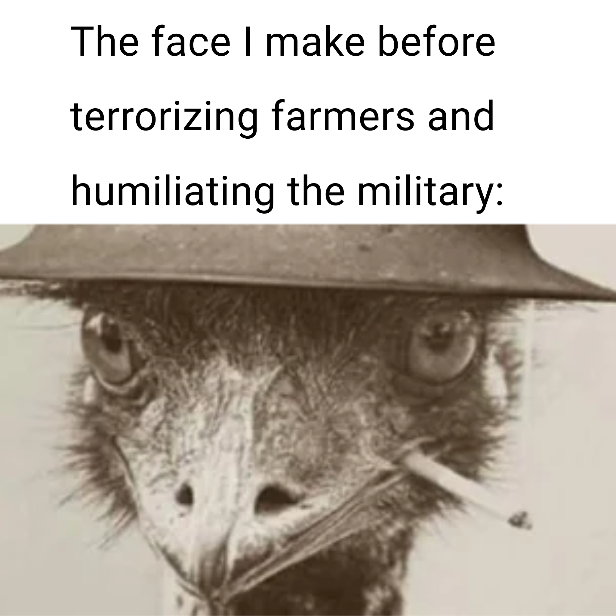 Emus Kicks Ass