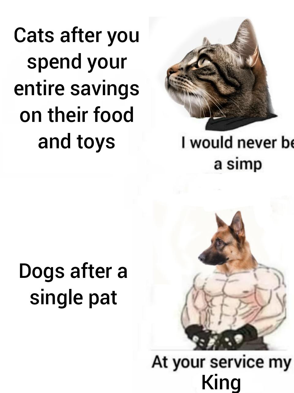 Fear the cat