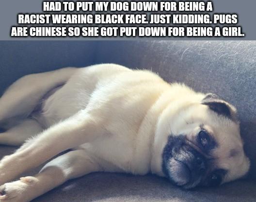 I think my dog is getting canceled.