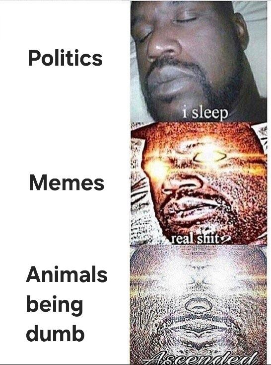 How I browse the internet