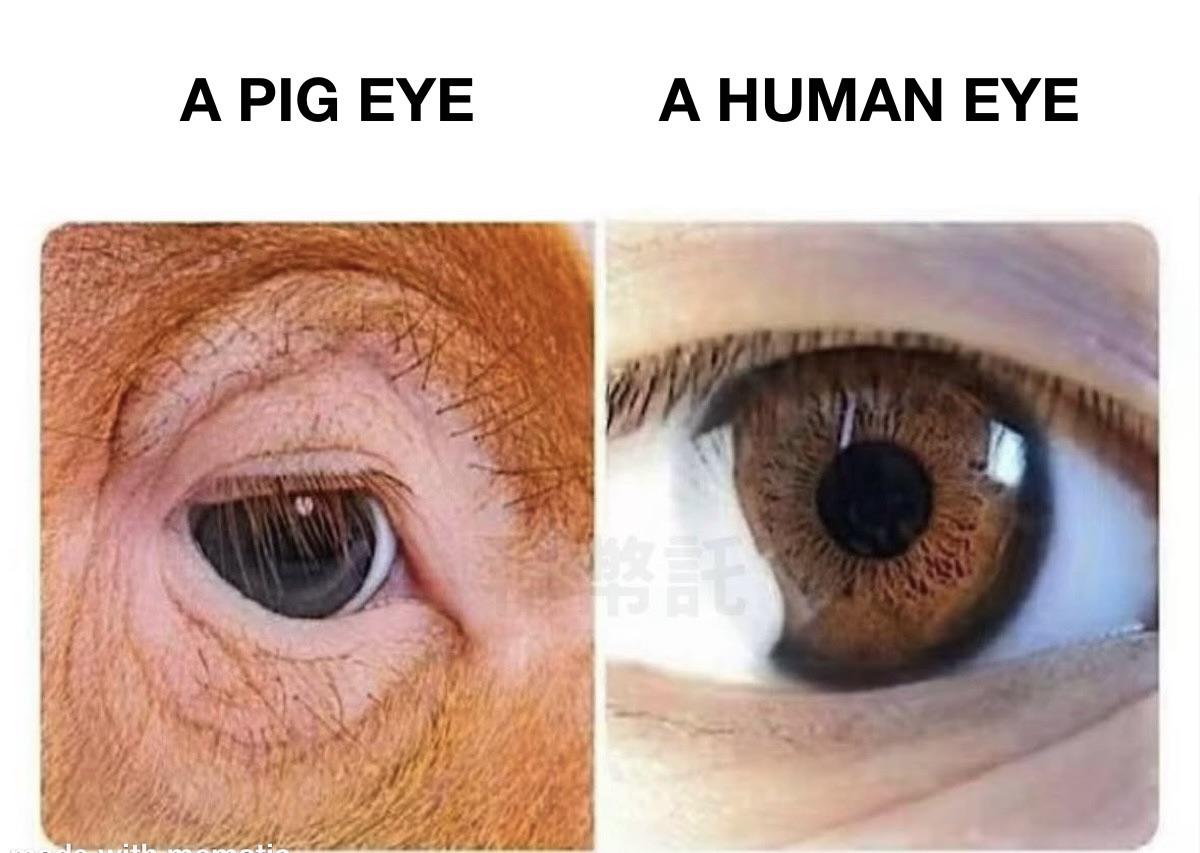 Two eyes