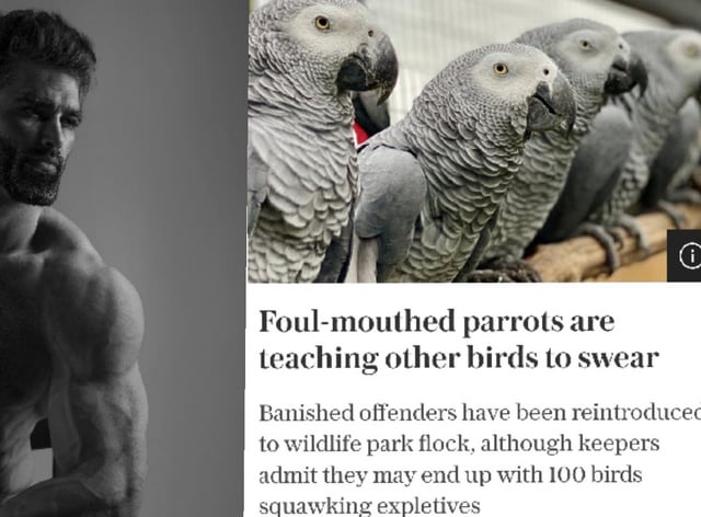 Based parrots🗿