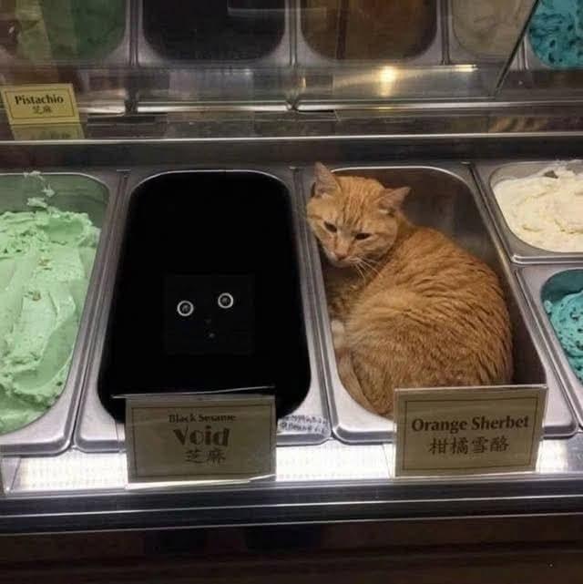 A Black cat