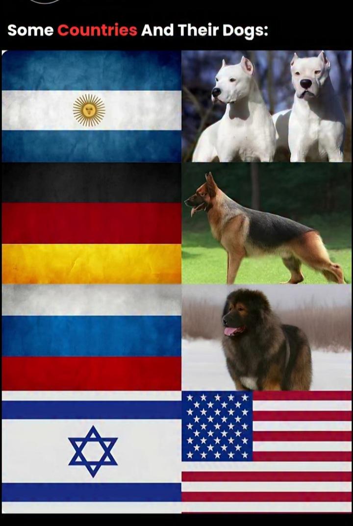Every country has that one dog