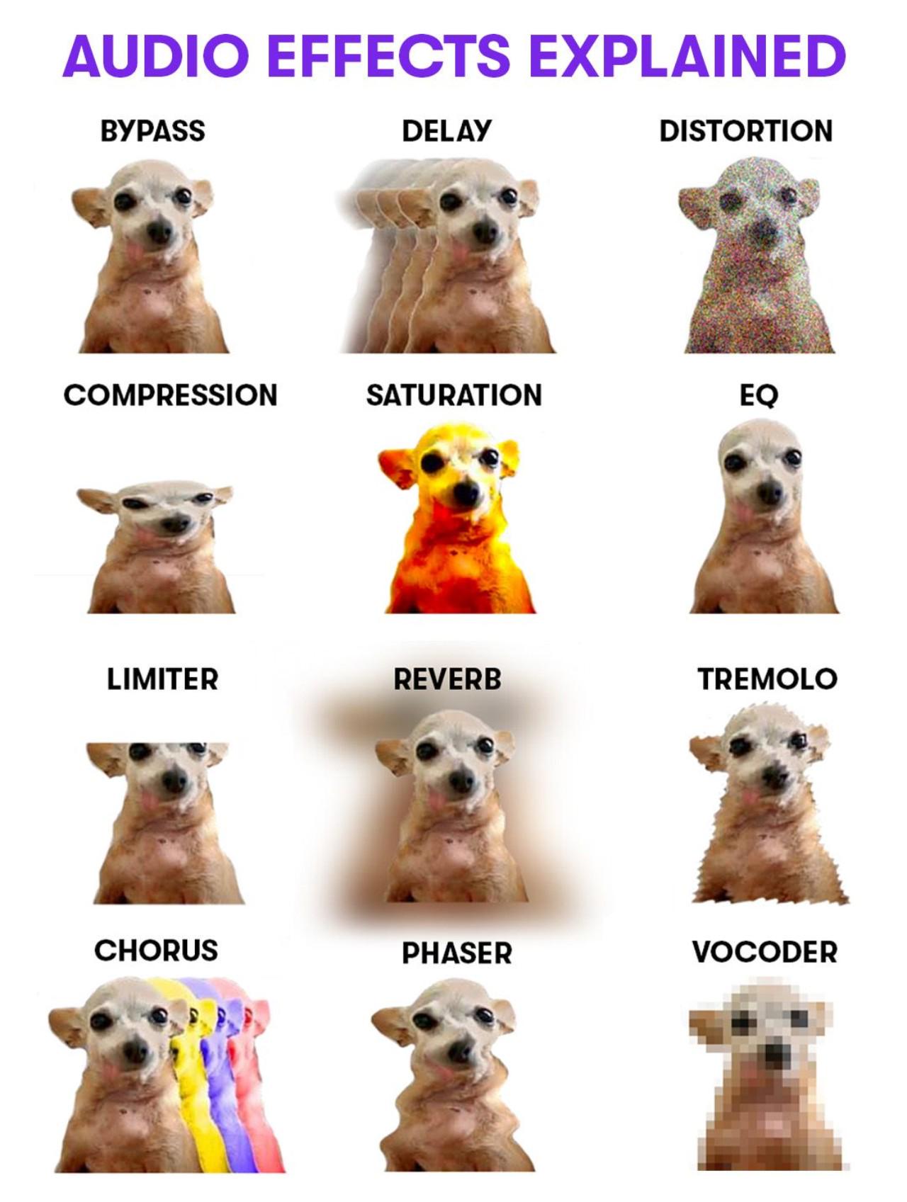 chihuahua for reference