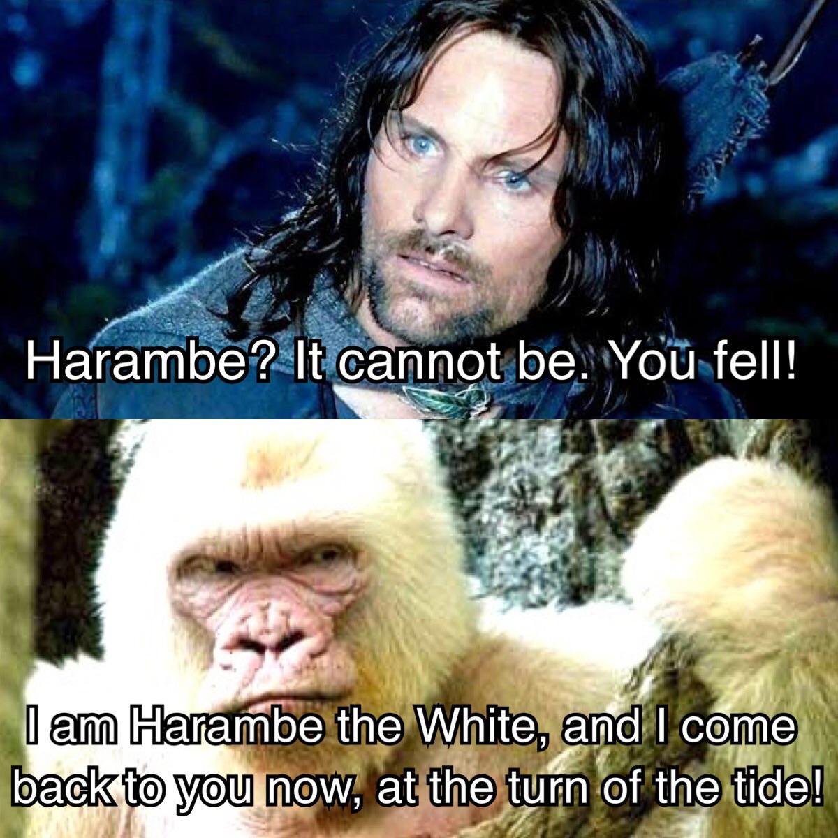 Harambe the white