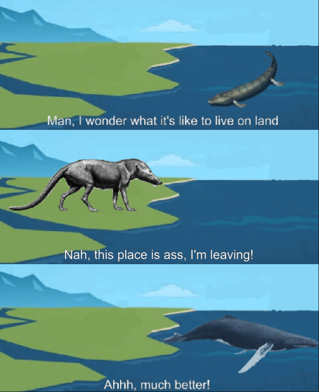 Whale evolution: