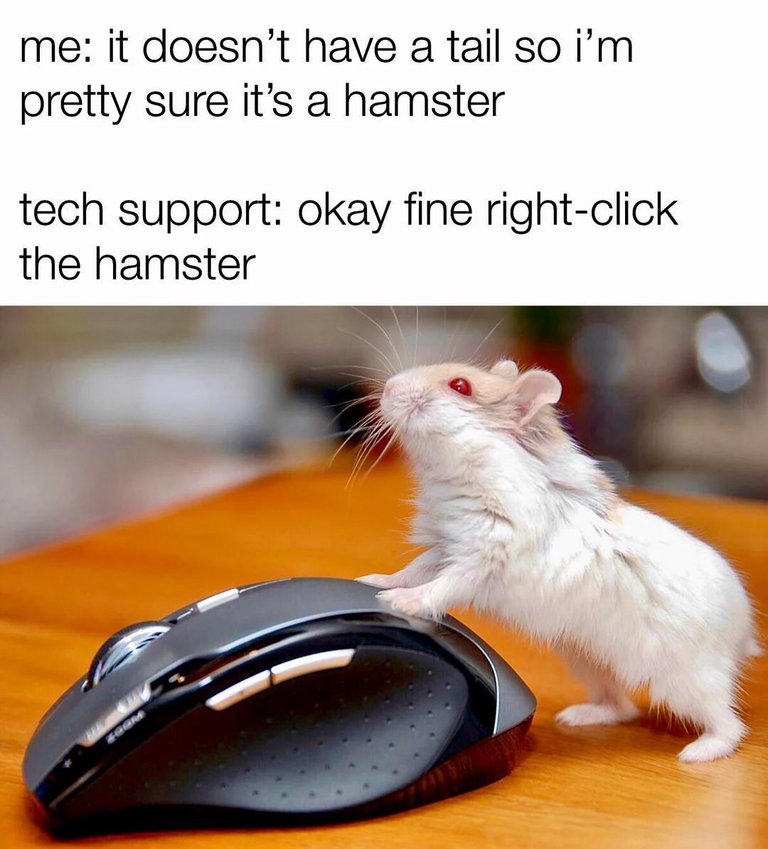 it doesn’t have a tail